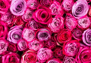Розовые голландские розы