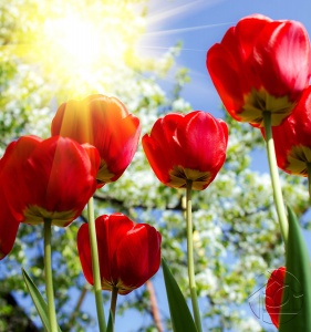 Солнечные лучи сквозь алые тюльпаны