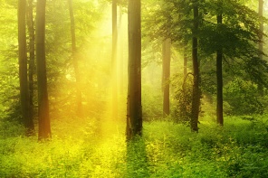 Золотые лучи солнца в лесу