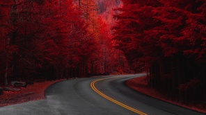 Красные деревья и дорога