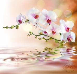 Цветущая Орхидея у воды