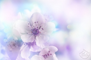 Нежный цветок сакуры