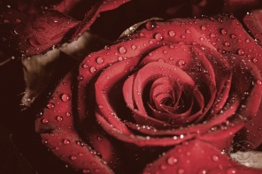 Капельки дождя на красной розе