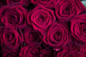 Розы с бархатными лепетсками