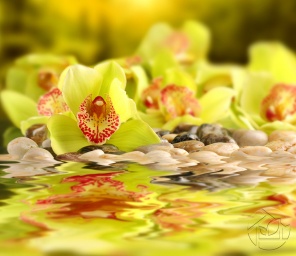 Жёлтая Орхидея у воды