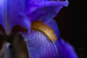 Макросъёмка цветка Ириса