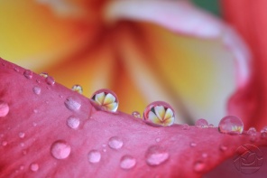 Отражение цветка в капельках воды