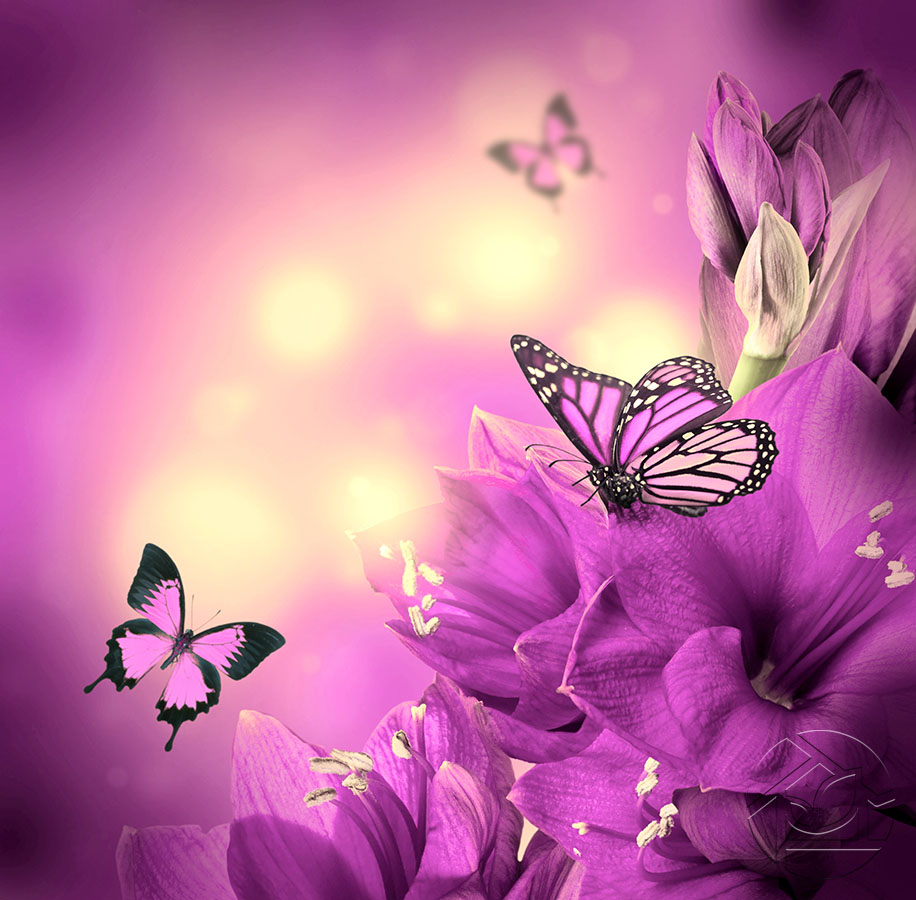 Фотообои Насекомые Фиолетовые бабочки и цветы - арт 018070007 | Купить в  интернет-магазине Фото в дом