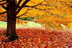 Осеннее золотое дерево