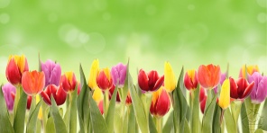 Радужные тюльпаны на зелёном фоне