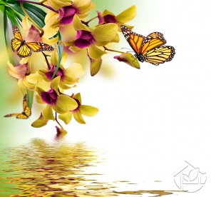 Бабочки и орхидеи