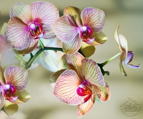 Полосатая Орхидея