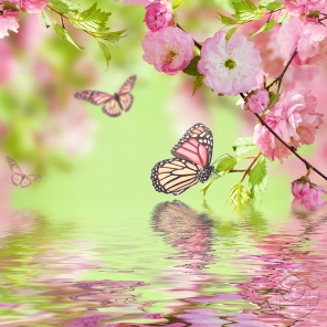 Розовая бабочка на цветущей ветке
