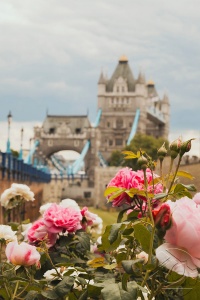 Розы на фоне моста