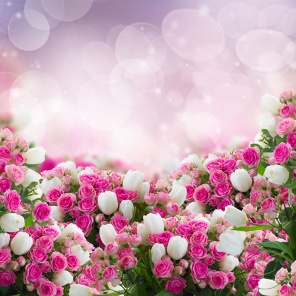 Розовый фон с розами и белыми тюльпанами