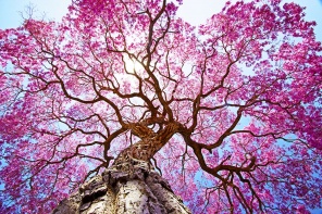 Сказочное дерево сакуры