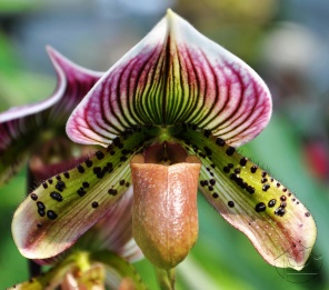 Орхидея американский башмачок