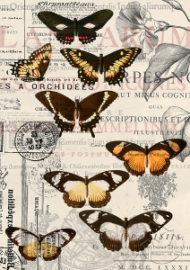Открытка бабочки