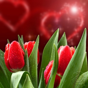 Тюльпаны на фоне сердечек