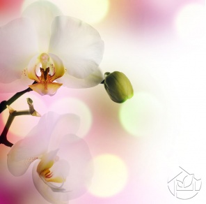 Нежные Орхидеи