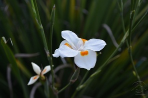 Белые крылышки цветка