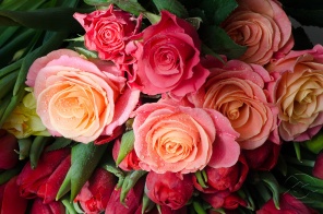 Цветы роз в розовых тонах