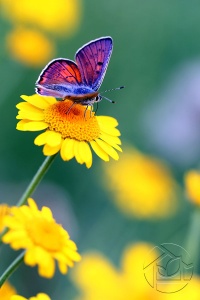 Жёлтый цветок с бабочкой