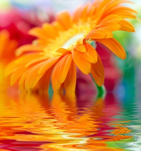 Цветок оранжевой Герберы в воде