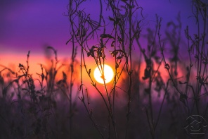 Фиолетовый закат сквозь стеблт растений