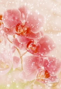 Розовая орхидея в солнечных зайчиках