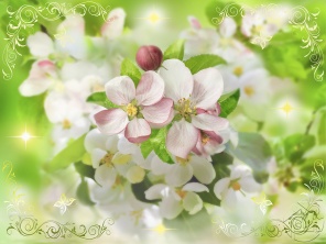 Цветки вишневого дерева