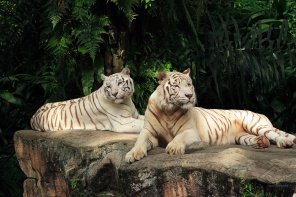 Редкие золотые тигры
