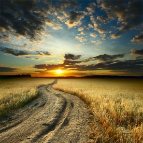 Дорога на пшеничном поле, уходящая в закат