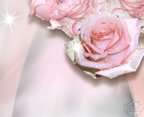 Фон с розовой розой