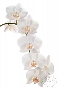Белоснежная Орхидея