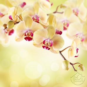 Нежные жёлтые Орхидеи