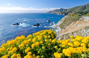 Жёлтые цветы на склоне у моря