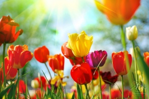 Радужные тюльпаны в лучах солнца
