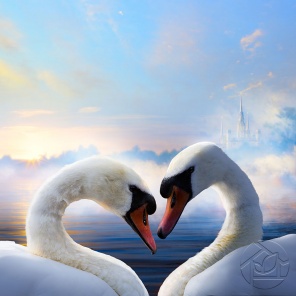 Любовь белых лебедей