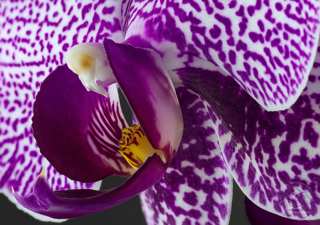 Орхидеи Сиреневого Цвета