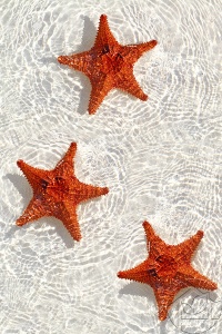 3D пол морские звезды