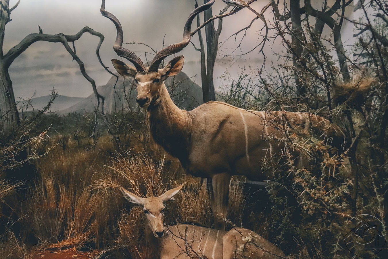 Картины Дикая природа Винторогая антилопа куду - арт 018000022 | Купить в  интернет-магазине Фото в дом - Фото в дом