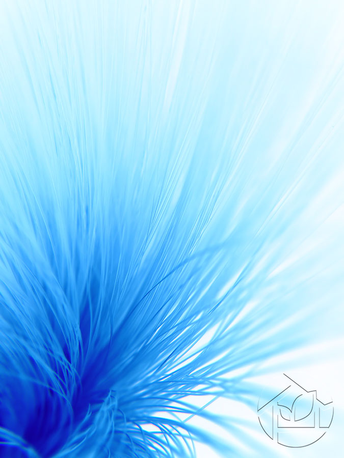 Пушистый синий цветок