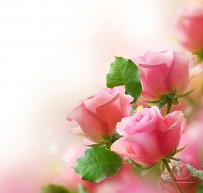 Три нежные розовые розы