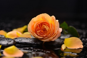 Роза и её оранжевые лепестки