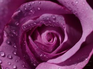 Сердце фиолетовой розы