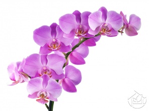 Веточка фиолетовой Орхидеи