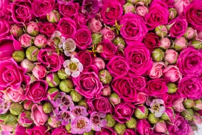 Бутоны розовых роз