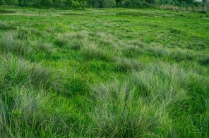 Зелёная трава на лугу