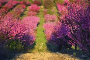 Цветение персиковых деревьев